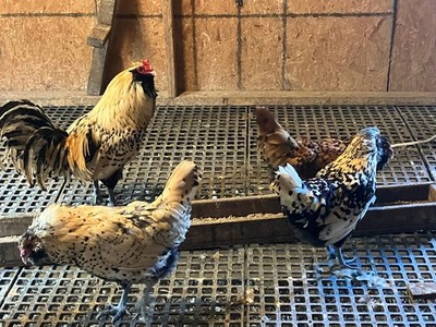 10-Owlbeard Hatching Eggs Free shipping RARE Half off starting bid.