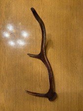 Geweih Abwurfstange Hirsch Damwild Jagdtrophäe Gehörn Geweih Hirsch Jagd Dekorat