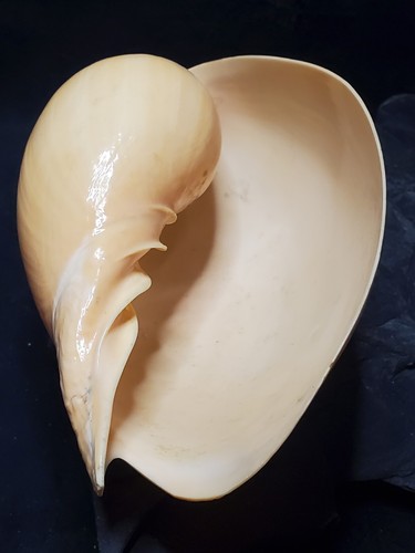 Melon Shell 6inx4in Inches GB-10 - Picture 6 of 14