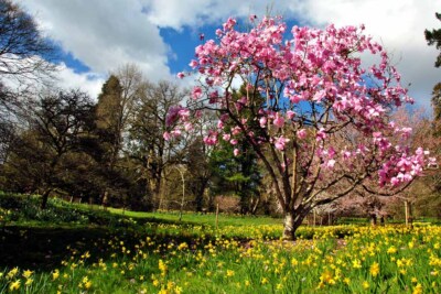 Magnolia Tree Batsford Arboretum Cotswolds UK Foto Bild Posterdruck