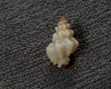 Favartia maculata 20mm GEM deep water murex" rarely seen today WOW!!