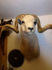 Babiroussa Ram Sheep Taxidermy Shoulder Mount
