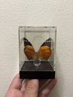 Butterfly Specimen Clear Acrylic Display Case Box - Cethosia/Lacewing Butterfly — photo 3