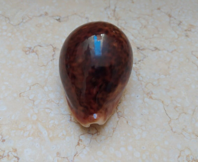 F Cypraea pantherina F+++ RED COLOR 75mm super natural glossy nice red sea shell