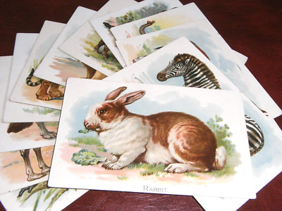 ORIGINAL SET MIT ZWÖLF STECK-LEHRPOSTKARTEN - WILDE TIERE.