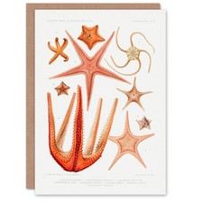 Vintage Marine Life Art Card Starfish Species Biodiversity