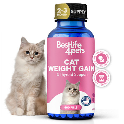 Cat Weight Gain & Hyperthyroidism Treatment