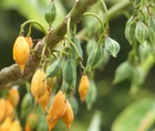 Carica quercifolia - Mountain dwarf papaya - very rare - 5 seeds