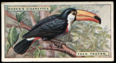 Tabakkarte, Ogdens, FREMDE VÖGEL, 1924, Toco Tukan, #45