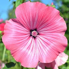 Blush Pink Regis Rose Mallow Seeds - For 2026 Planting Malva Trimestris