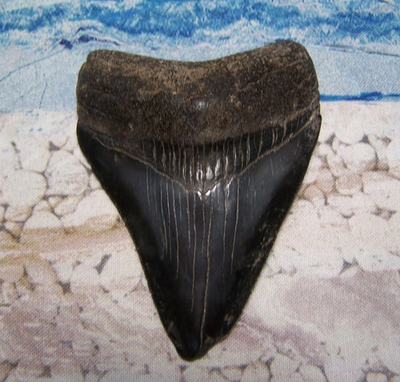 #ad MEGALODON Shark Tooth 3quot; sharks teeth BIG jaw fossil REAL black blu SERRATED meg $65.00