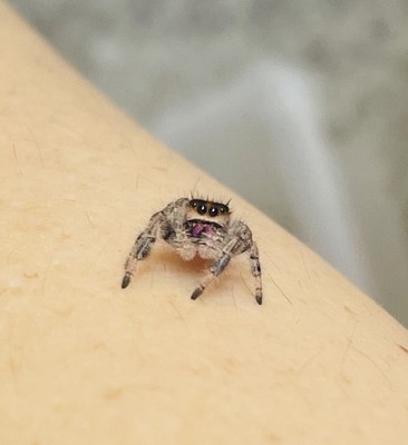 Orange Mix Female i5-i6+ Regals | Jumping Spider Slings