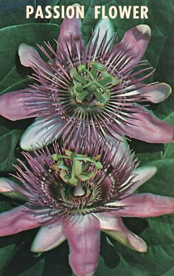 Postcard Purple Passion Flower Beautiful Wax-Like Ten Apostles Crown Thorns
