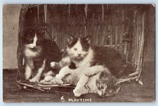 1907 Cat Kittens Playtime Basket Lawrence Massachusetts MA Antique Postcard