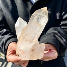 1.55LB A+++ Large Himalayan