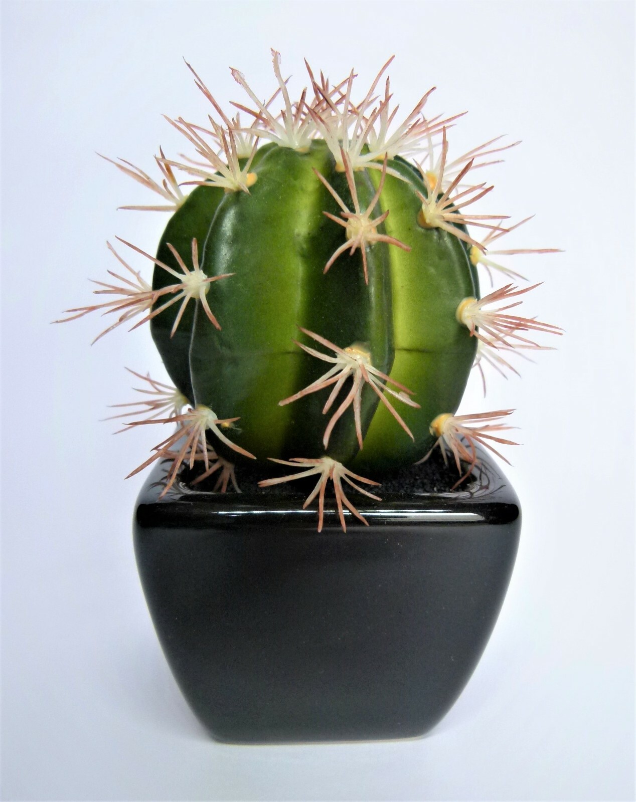 SUKKULENTEN KAKTUS BAMBUS ROSETTENBÄUMCHEN GREISKRAUT HIMALAYA