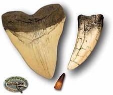 Megalodon and Tyrannosaurus Rex Tooth