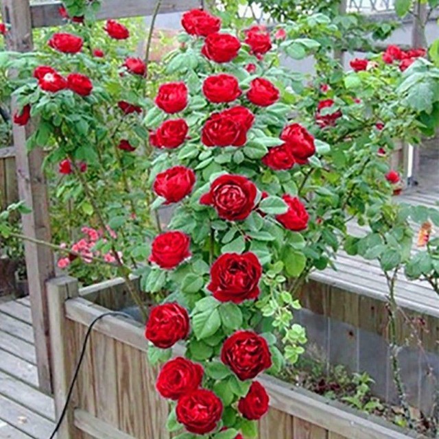 100pcs Pink red Climbing Rose Seeds Perennial Flower
