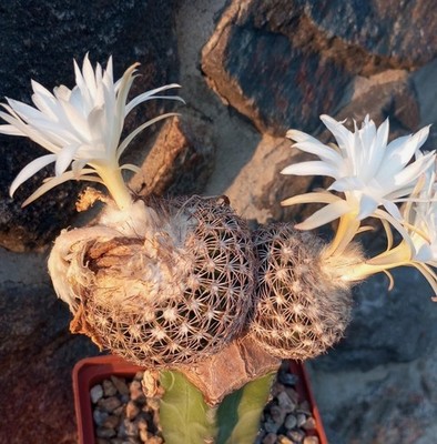 Discocactus horstii x araneispinus F2   20seeds 2025