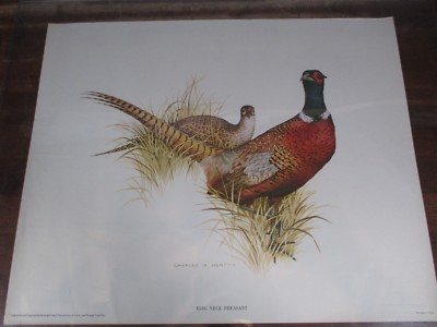 Ring Neck Pheasant by Charles E. Murphy Poster Single Sided, 23  x 18.5  PO10