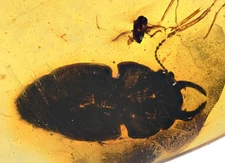 Rare Carabidae with piercing jaws, Fossil insect inclusion in Burmese Amber