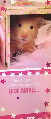 Blanko-Grußkarte Verwöhnte Haustiere - Hamster verstecken - rosa - ''VERSTECKEN.....''