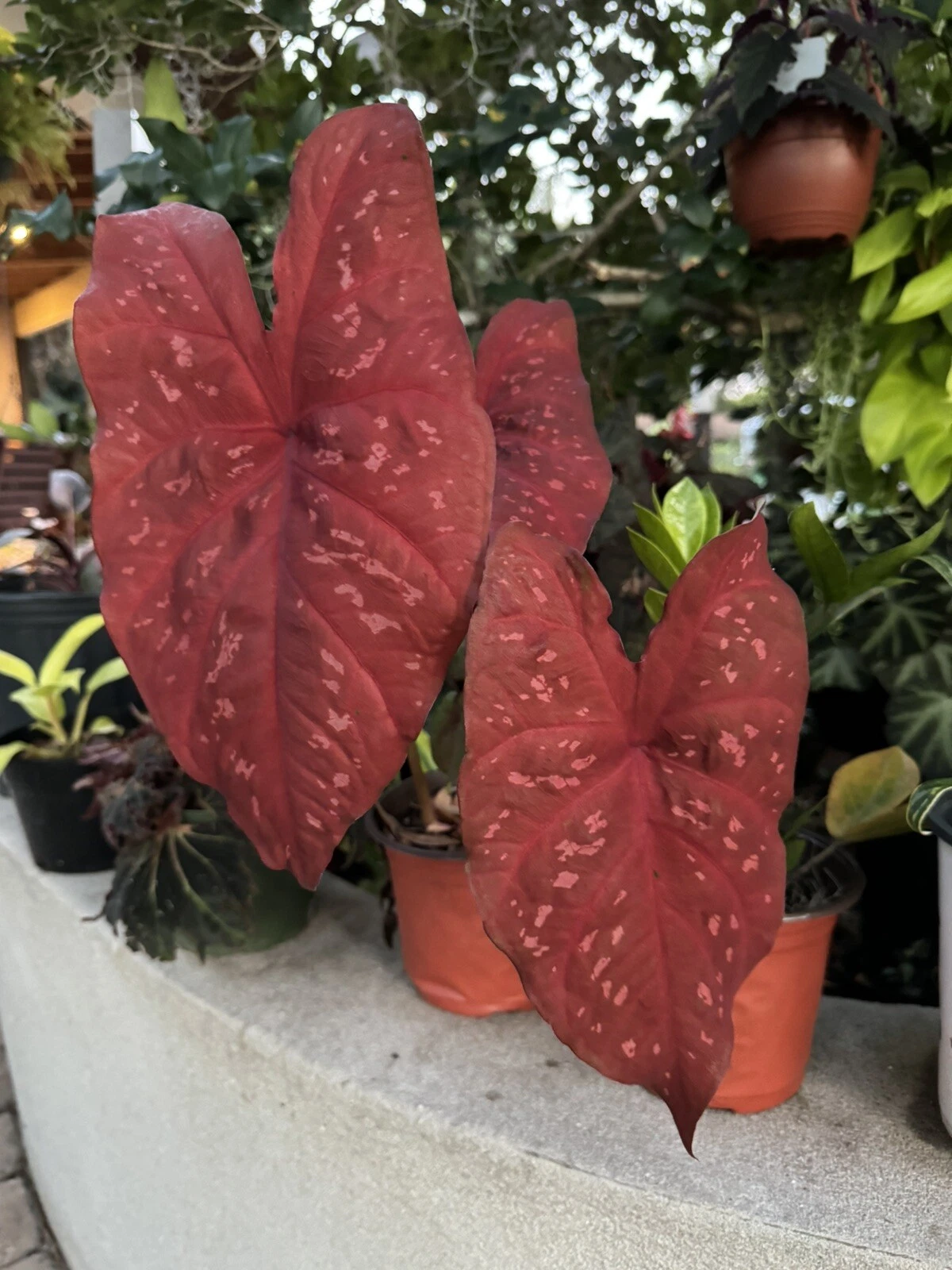 Red Caladium