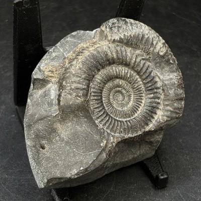 Ammonit Fossil Jurazeit Devon UK 2'' vorbereitet 194g Stein Briefbeschwerer