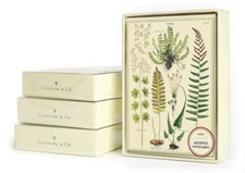 Cavallini & Co., "Ferns" Boxed Note Cards, Box of 8