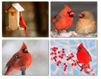 Cardinal Greeting Cards-Blank Inside-Available in 12 and 24 Packs-5.5''x4.25''
