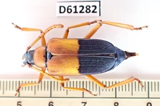 D61282. Insects, Beetles. Casiphia takakuwai sp? Vietnam. Nice!!!!! Rare!!!!!!