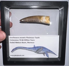 Framed Dinosaur Era PLESIOSAUR Fossil Tooth Lot 2 to 2.25 INCHES! One per Order