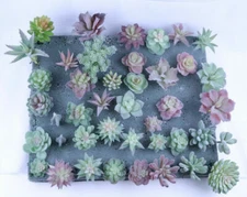 Artificial Color Succulent Plants Unpotted Fake Lotus Plant Home Decor 18 Pcs/PK