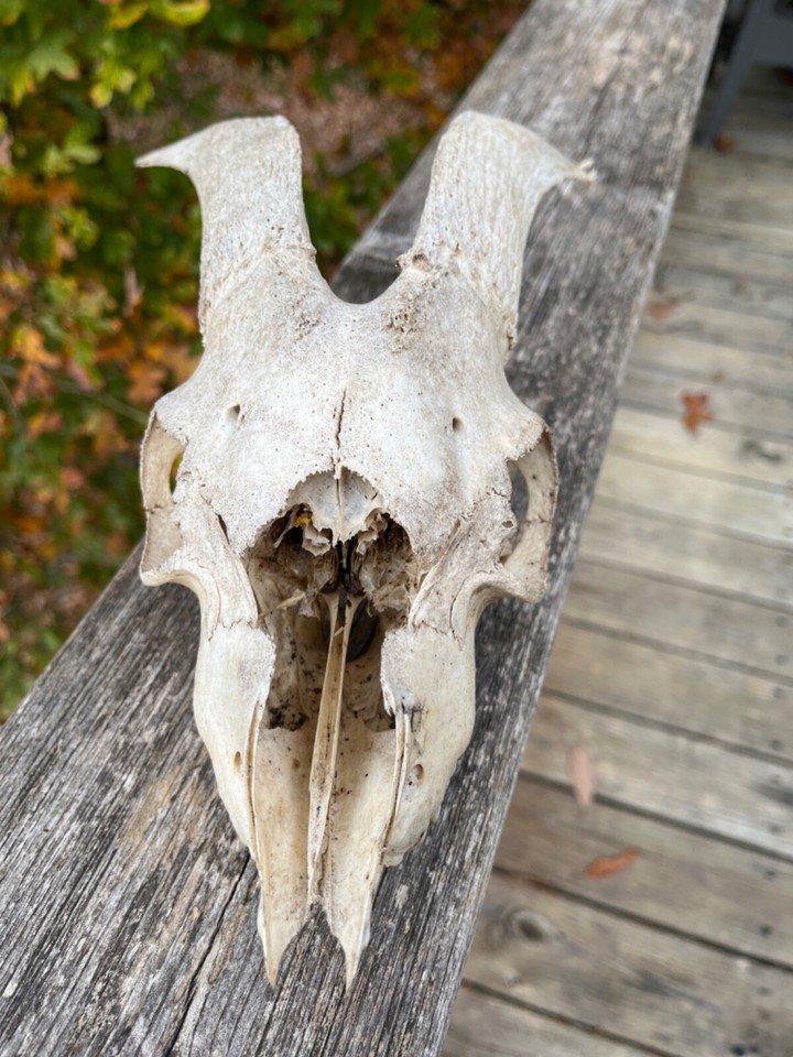 Goat Skull, Biology, Halloween,Taxidermy, Tennessee Farm, Horns