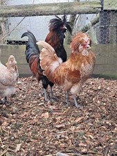 6  Fresh  Poland Eggs. Not Live Animals