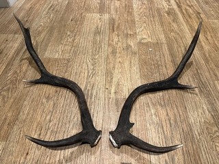 Red Deer Stag Antler Horn pair