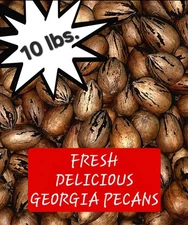 10 lbs. FRESH Delicious GEORGIA PECANS In Shell - No Pesticides - Ships NOW Fast