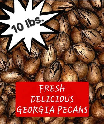 10 lbs. FRESH Delicious GEORGIA PECANS In Shell - No Pesticides - Ships NOW Fast