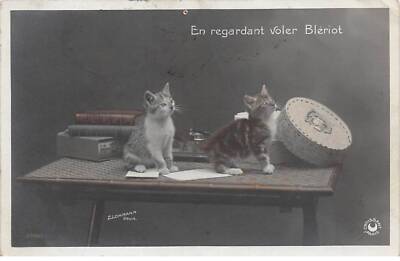 Katzen - Nr.77003 - Katzen auf einem Tisch bei Büchern und Schachteln - In der Rega