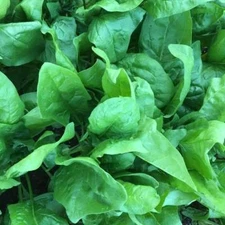 Viroflay Spinach Seeds, Monstrueux de Viroflay, NON-GMO, Variety Sizes Sold