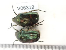 V06319. Unmounted insects, Cetoniidae sp. Nor...