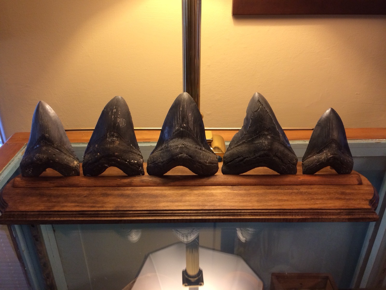 MEGALODON SHARK TOOTH LARGE DISPLAY STAND FOR SHARK TEETH.... TEETH NOT INCLUDED