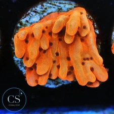 CS CB FLAMING PHOENIX MONTI - WYSIWYG LIVE CORAL