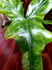 Rare Philodendron Minty GOG Florida Beauty X Radiatum 22" Tall