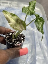 Alocasia Pink Black Satun Live Tropical Houseplant 