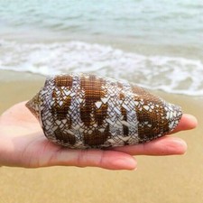 Natural Asprella Shell Conch Sea Snail Fish Tank Aquarium Decor Ornaments