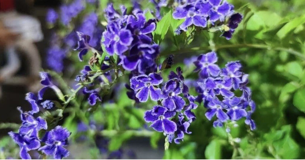 Duranta Erecta, Golden Dewdrop, Pigeon Berry - 25 seeds 2025 - USA