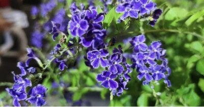 Duranta Erecta, Golden Dewdrop, Pigeon Berry - 25 seeds 2025 - USA