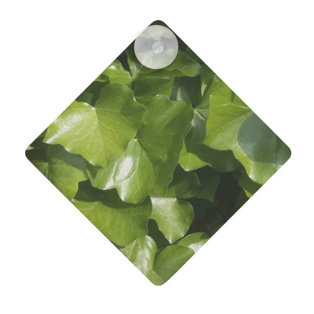 Ivy Leaves Suction Cup Car Window Sign CG00000786 eBay