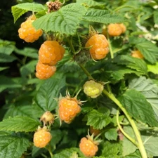 2 - FALL GOLD Live Raspberry Plants - 1-2 yr Old - Pruned & Ready for Planting